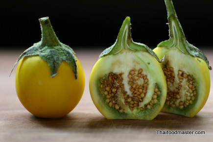 Cây Cà trái vàng. Solanum xanthocarpum Schrad Wendl - Cây Thuốc Nam Quanh Ta
